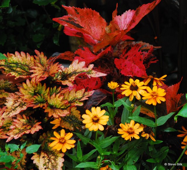 Orange leaves 050-1