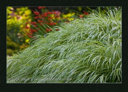 Ornamental Grass-David Perry.jpg-resized