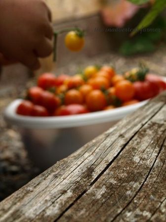 PTPC-August 2009-blurred tomato shot