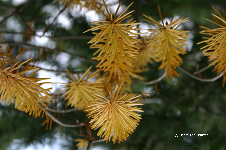 Pine needles