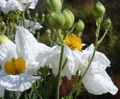 Romneya_coulteri,_Limestone_Cyn_Wash,_5-31-09[1].jpg-resized-Ron of CA-for Q and A