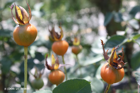 Rose hips