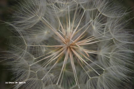 Seedhead