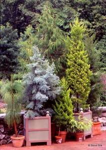 THBG conifer potst