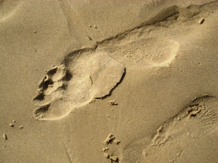 footprint-resized