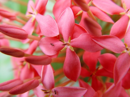 ixora with ants on it-resized- August PTPC-Honorable Mentiond