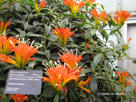 Basket plant