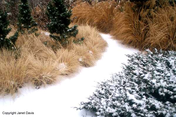 Beautiful Botany winter grasses combo