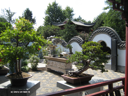 Chinese garden, bonsais copy