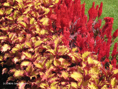 Coleus & coxcomb