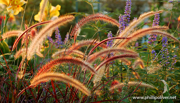 Dirt Therapy Pennisetum set Rubrum with other blooms