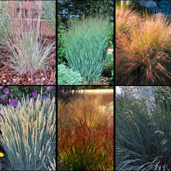 OrnamGrassGGW[1].jpg-HCG Grass Collage for Sept. Picture This Photo Contest.jpg-resized