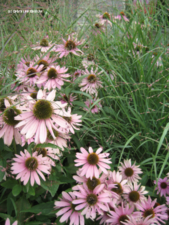 Pink coneflowers