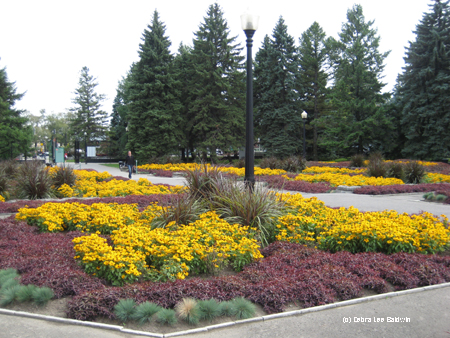 Yellow & burgundy beds