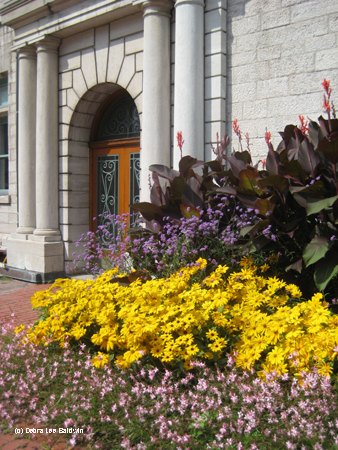 Yellow daisies