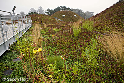 Native plant green roof by observation deck