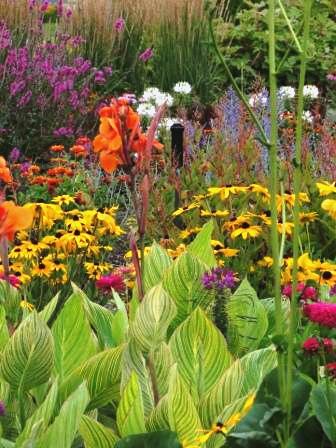 Dramatic variegated foliage of Canna ‘Striata’ pops in this seasonal display bed with Zinnia elegans ‘Zowie Yellow Flame’ and Z. elegans ‘Uproar Rose’, Rudeckia hirta ‘Indian Summer’, Persicaria polymorpha, Perovskia atriplicifolia, Cleome ‘Spirit Frost’ and Cleome ‘Spirit Merlot’, Lythrum virgatum ‘Morden’s Gleam’ and Calamagrostis x acutiflora ‘Karl Foerster’ companions.