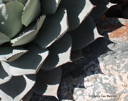 Agave cropped