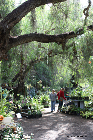 Buena Creek shoppers