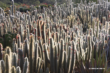 Cactus field