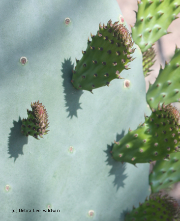 Cactus pads