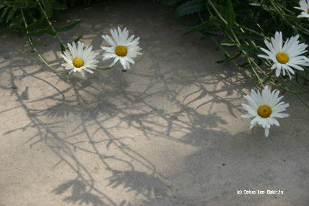 White daisies copy