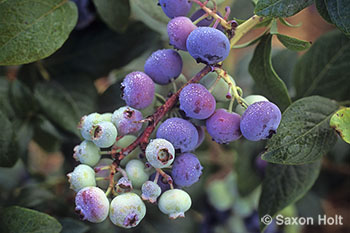 dew on blueberries