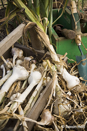 garlic harvest