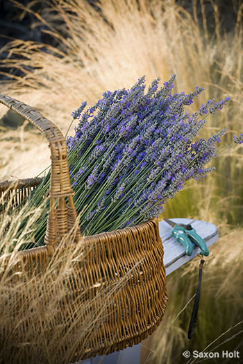 lavender harvest