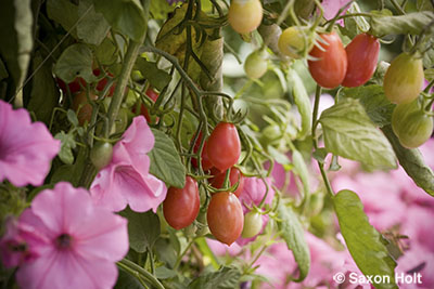 cherry tomatoes and petunias