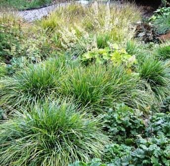 Blue-green Moor Grass (Sesleria heufleriana)