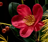 Bouquet_Camellia_crop