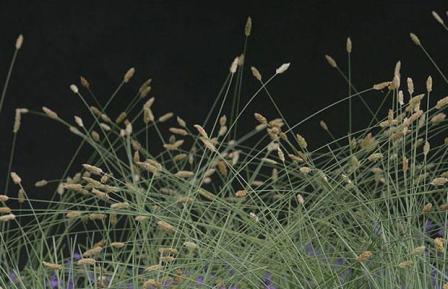 Nested Moor Grass (Sesleria nitida)