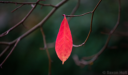 Red Tupelo Leaf Centered