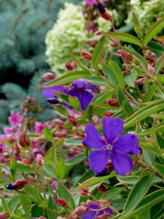 Princess flower (Tibouchina) with Hydrangea arborescens 'Annabelle' and Picea pungens 'Glauca Globsa'.