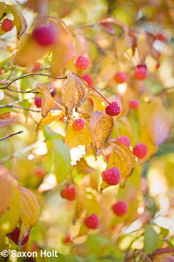 holt_622_0341.CR2 Red Cornus kousa dogwood berries