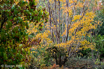 holt_622_0371.CR2 Crepe myrtle tree (Lagerstroemia subcostata)