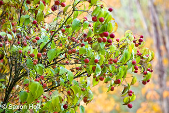 holt_622_0374.CR2 Red Cornus kousa dogwood berries