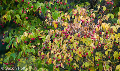 holt_622_0376.CR2 Red Cornus kousa dogwood berries