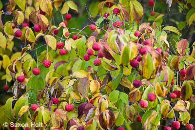holt_622_0378.CR2 Red Cornus kousa dogwood berries