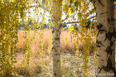 DBG meadow viewed through backlit weeping birch
