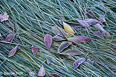 crunchy frozen grasss