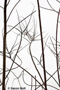 Bare winter branches of Cotinus