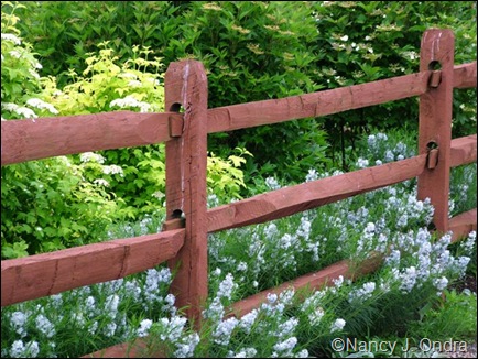 Amsonia hubrichtii against viburnums late May 07