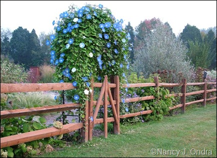 Arch and gate and fence along side garden Sept 27 07