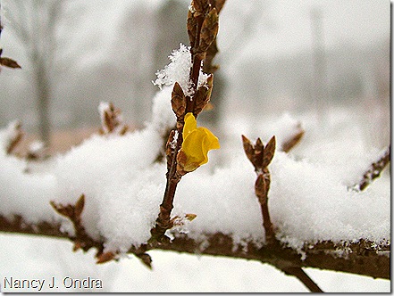 Forsythia viridissima Kumson Jan 17 08