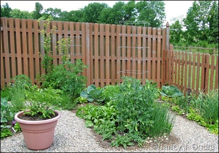 Kitchen garden fences June 22 07