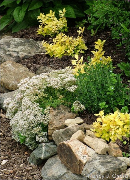 Rock wall with Sedum Teucrium Ceratostigma My Love June 25 07