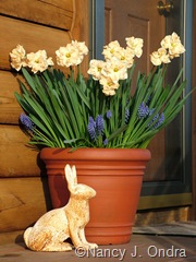 Pot Narcissus and Muscari May 5 06