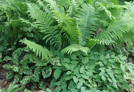 2 Epimediums-Ferns-Persicaria